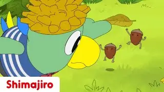 The King of Acorns 🌰  | Family | 24 Minute Compilation | Kids video for Kids | Shimajiro