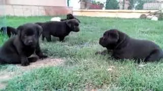 CACHORROS LABRADOR RETRIEVER CON 36 DÍAS. LA LUNA DEL CAPITAN . SEVILLA