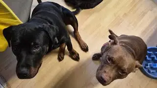 Training with Montana:1