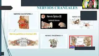 Audio-visual sobre la configuración anatómica y funcional de los nervios craneales y espinales