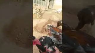 Cruzamento bode ingl&ecirc;s na galinha polaca taura cm superbonde