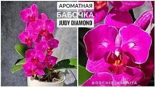 Phal. Judy Diamond 💕  Домашнее цветение ароматной голландской орхидеи бабочки | Обзор сорта 🌸