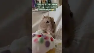 happy birthday Tiffin and Toast! #petrat #fancyrats #pets #petbirthday #petrodent