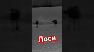 #лоси #nature #hunting