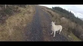 Moydamlaght Forest & Eagles Rock 28/03/18