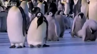 Happy Penguins