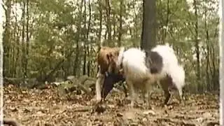 A Boy, A Dog and A Frog