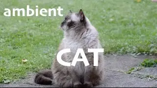 Ambient Cat (Purring and Ambient Guitar mix)