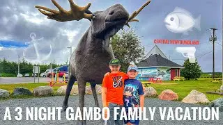 Camping in our Family Tent for 3 Nights In CENTRAL NEWFOUNDLAND ( Staycation 2025 )