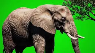 Elephant Flapping Ears & Lifting Trunk Green Screen Effect #greenscreen #elephant