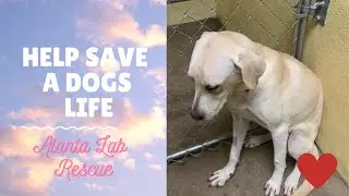 Atlanta Lab Rescue adoption event.