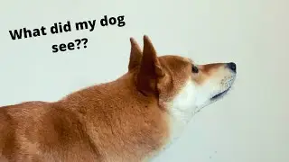 A Dog&rsquo;s Sixth Sense - Can Dog See Things We Cannot? | Super Shiba
