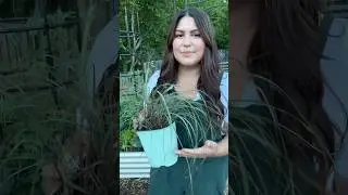 Big bushy herbs 🪴 #gardening #garden #gardeningtips #herbgarden #herbs