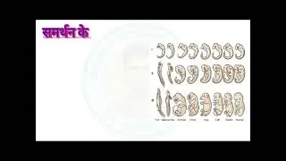 जैव अनुवांशिक नियम , Biogenetic Law ,  