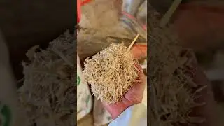 جرش علف الحبشية