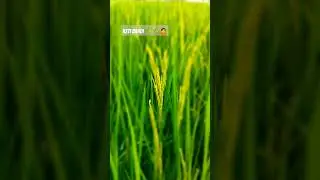 farming keti badi #viral #foryou #love #farming