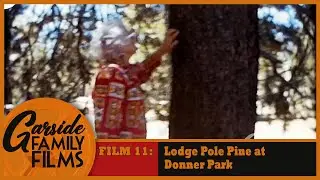 FILM 11 - Lodge Pole Pine at Donner Park - June 30, 1972