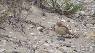 Bar-tailed Lark Ammomanes cinctura Gruissan 23 mai 2016 (First For France)