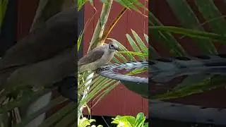 What a  beautiful bird #birdingparadise #birdwatchinglife
