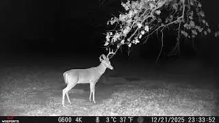 Whitetail Deer Licking Branches and Scrapes