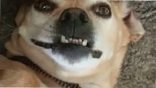 Zen Dog Smiles During His Entire Belly Massage