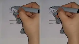 let's draw a wild cat