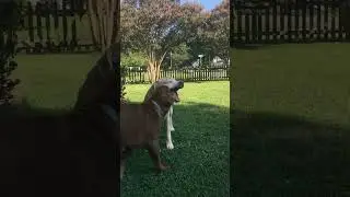 Mastiff Puppy vs Senior Pit-Lab Mix