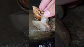 Saw a wild snail swimming in the water. #shortsvideo #insecticida #snail #subscribe #satisfying