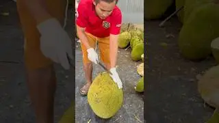 Mastering expert jackfruit-cutting skills - fruit cutting skills