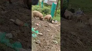 Two female pigs with their babies, #femalpigs, #babypigs ,#pigstory , #piglife , #piglove , #wildpig