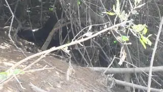 Giant Otter territorial pissings with Trogon Tours