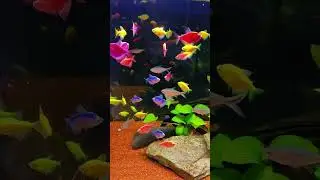 If the fish tank filtration is not strong enough, you can try this six-in-one drip box #Newbie fish