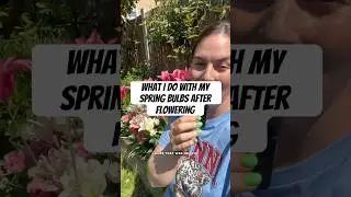 What I do with my spring bulbs after flowering #newbuildgarden #gardening #gardentips #garden