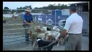 Farmer Dave Learn Herding 101