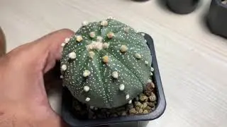 Улов кактусов (Astrophytum Asterias и Gymnocalycium)