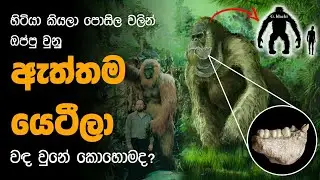 ඇත්තම යෙටීලා වඳ වෙලා ගියේ ඇයි? | Gigantopithecus : The yeti that Really Exited | Sinhala