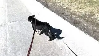 Stop your dog from fence running & chasing cars!
