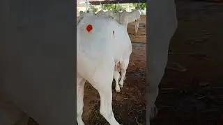 Best Quality Ongole Bulls #ongolecattle #ongolebull #ongolebulls #ongolebullsshow