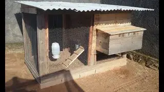 Criar Galinha Poedeira Compensa?