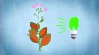 Volatile Organic Compounds