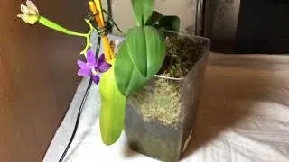 Dtps.Purple Martin  цветение и содержание