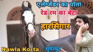 बब्बू खानदान का तूफानी घोड़ा हार सिंगार || Rawla Korta