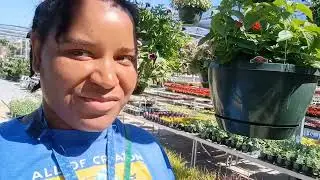 AVOCADO TREES! Herbs, perennials, vegetable starts, and dreams. Local plant nursery shopping.
