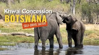 Khwai Concession Area: Elefanten bei Nacht im  Mbudi Camp& spannende Wasserdurchfahrten in Botswana