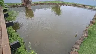 VAMOS TRATAR DOS BRUTOS canal saalada