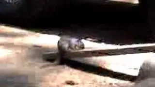 flying squirrel