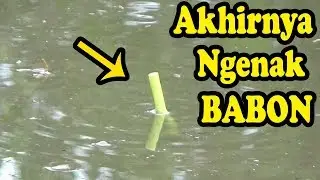 MANCING Di Sungai Ini Awal Nya Ikan Keting Yang Makan,Tapi Akhirnya Babon Juga Yang Makan