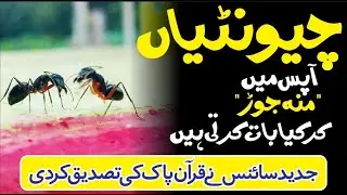 What do ants talk with their mouths closed? ll What is Ant Qudrati Dunya ll  Ant Information ll