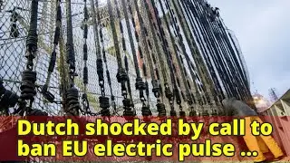 Dutch shocked by call to ban EU electric pulse fishing