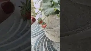 sipag mamunga Yung strawberry ko